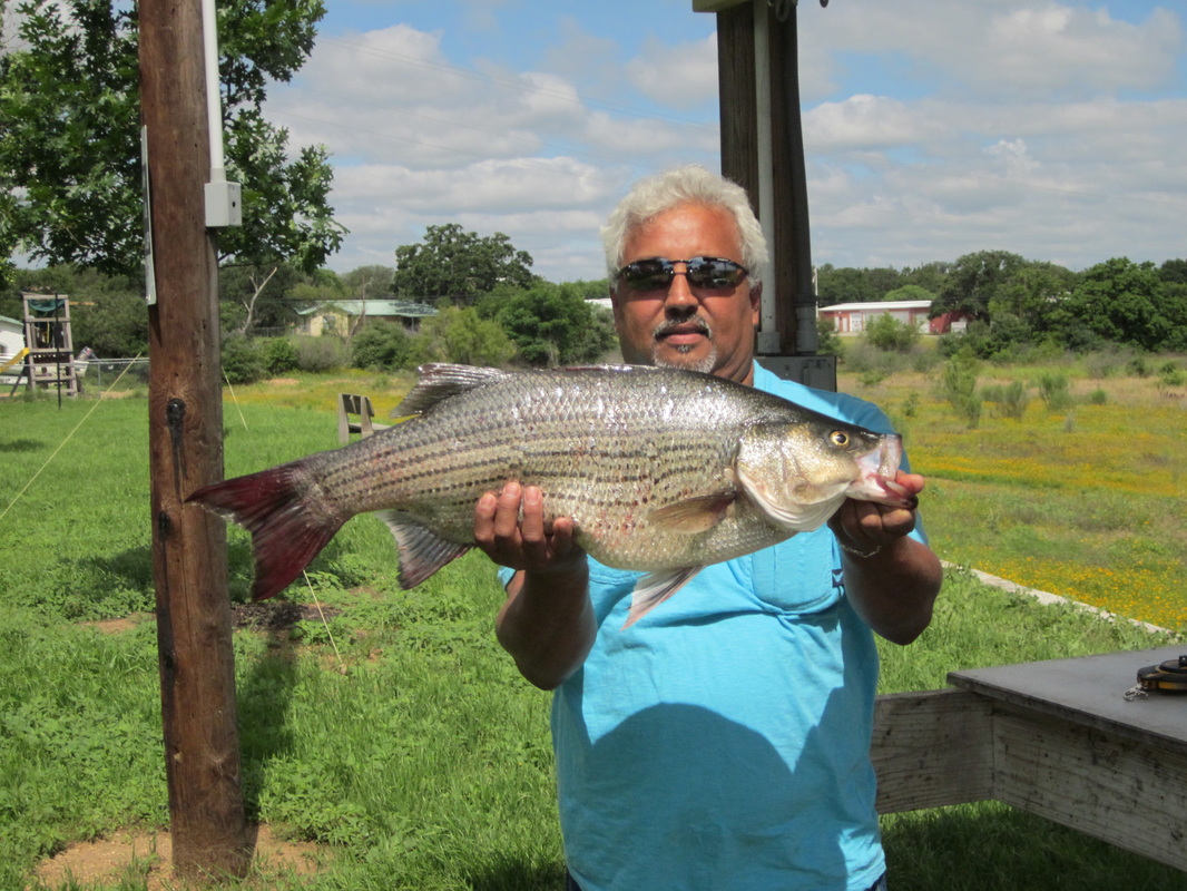 Fishing Pictures - Lake Buchanan Conservation Corporation